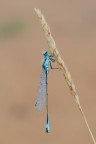 Ischnura elegans Ischnura elegans