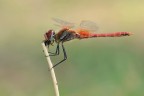 Sympetrum in alimentazione