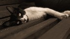 Ritratto felino Ritratto felino