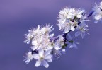 La primavera La primavera