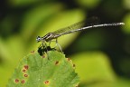 Platycnemis pennipes, per l'esattezza. Ahahahahaha, mi sono ripreso tutta la prima fila. Commenti e critiche gradite!