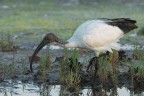 Ibis-sacro_DSC05660_