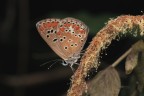 Polyommatus-icarus_DSC04275_ Polyommatus-icarus_DSC04275_