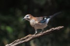 Ghiandaia_DSC00116_