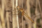 Macro_LagoCanterno_Ago2026_3