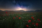 Ephemeral poppies