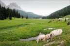 Dolomiti