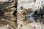 Zigolo-nero-maschio_DSC01726_