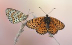 ... ...