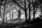 fumi, luci e ombre nel bosco