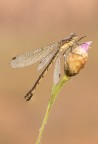 Macro_Rascino_RI_Lug26_4