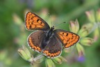 Lycaena tityrus