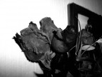 Rose...abbandonate Rose...abbandonate