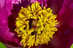 la peonia � il fiore simbolo del Carso triestino.
Qui una sua foto stretta, che mette in risalto la struttura dei suoi stami.

Graditi pareri tecnici e commenti personali

Ciao Furyo