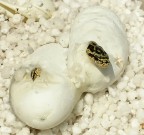 Elaphe dione 2 Elaphe dione 2