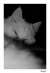 Margot Margot
