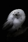 Gufo delle nevi Gufo delle nevi