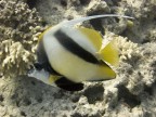 Pesce farfalla bandiera Pesce farfalla bandiera