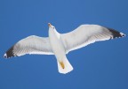 volare volare