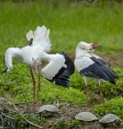 Guarda MoVè Cesira...ci spiano....!!! Guarda MoVè Cesira...ci spiano....!!!