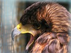 Falco Falco