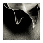 Foglie, Studio 2, Montecalvoli, 2006. Foglie, Studio 2, Montecalvoli, 2006.