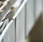 passerotta passerotta