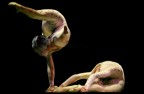 contorsioniste contorsioniste
