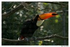 tucano sgrullo tucano sgrullo