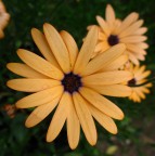 giallo ocra giallo ocra