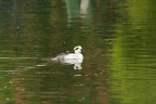 Mergus albellus Mergus albellus