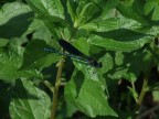 libellula libellula