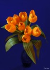 Tulipani arancio .. e atmosfera blu...

D70 + 50mm 1.4 D

Luce ambiente

Vi piace?

Grazie!!

Zila