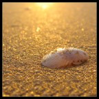 conchiglia conchiglia