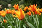 tulipani tulipani