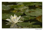 Ninfea Ninfea