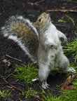 La natura di Londra La natura di Londra