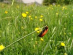 Gesto atletico ripreso nel parco del Pollino.

Ciao a tutti