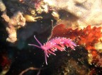 Flabellina pedata, lunga 2 cm. circa.

Insisto con i nudibranchi.

Ciao a tutti