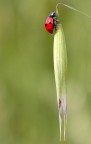 Rosso sulla spiga Rosso sulla spiga