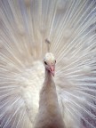 White Peacock ... White Peacock ...