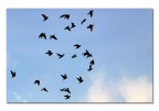 Super Bird Super Bird