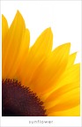 s u n f l o w e r s u n f l o w e r