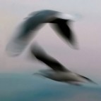 gabpanning gabpanning