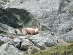 animale lontano animale lontano