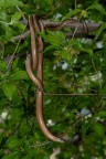 Da me succede di tutto... ecco due orbettini (Anguis fragilis) su una pianta di corniolo... Rettile simile ad un serpente (non possiede infatti zampe), con squame lisce e lucenti, l'orbettino raggiunge i 50cm di lunghezza. Il pi lungo orbettino mai ritrovato misurava 1,2m. Il suo peso si aggira tra i 300 e i 600 g. In cattivit ha raggiunto l'et di 54 anni! 
Si distingue per dai serpenti per la presenza di palpebre che si chiudono.