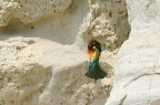 Gruccione al nido Gruccione al nido
