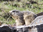 Marmotta al sole Marmotta al sole