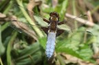 Oltre alla libellula, da notare sull'addome due distiniti visi a dir poco conturbanti,il primo pi grande con tanto di capelli fronte alta inizia subito dall'attaccatura del collo della libellula,il secondo inizia dal naso della prima con l'aspetto mefistofelico.Che siano precedenti reincarnazioni?