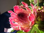 fiore fiore